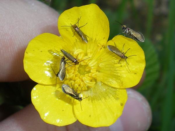 Tante micro - Micropterigidae